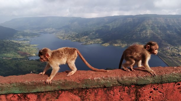 猴子,山脊,世界遗产
