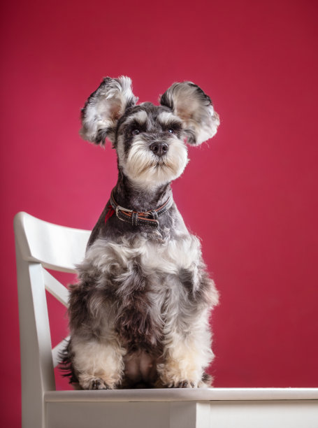 schnauzer