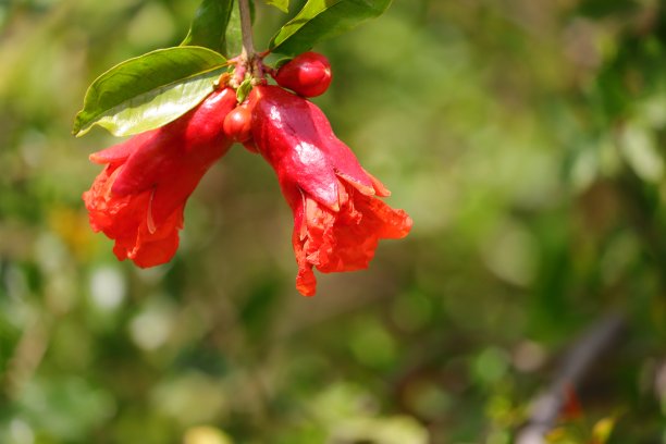 石榴花树枝