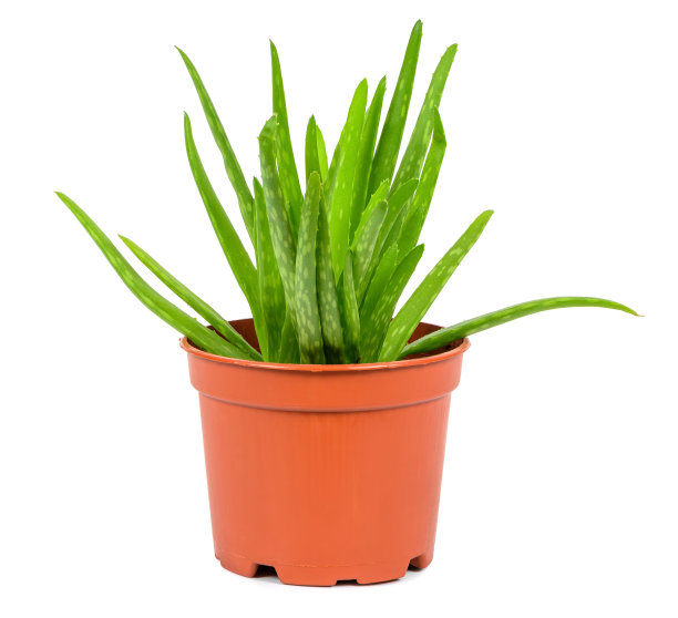 药用花