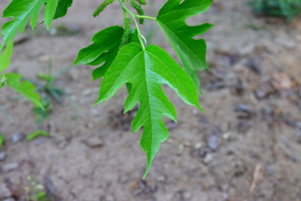 阳光桑树