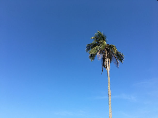 蓝天椰树仰拍