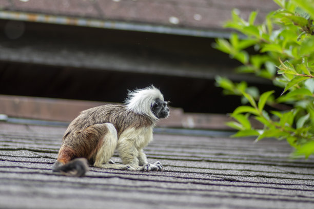 saguinus