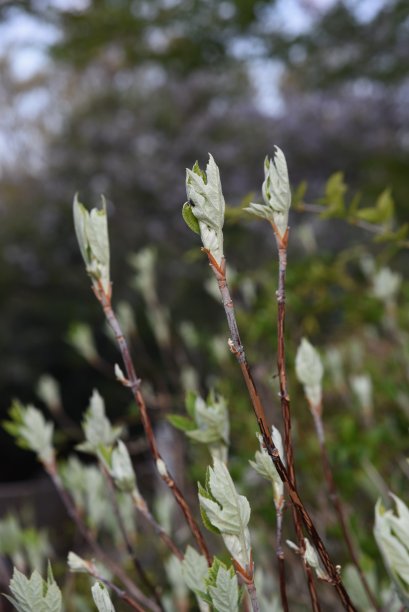 自然,干净,季节