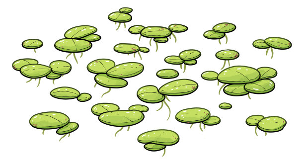 duckweed