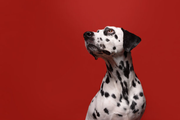 dalmatian