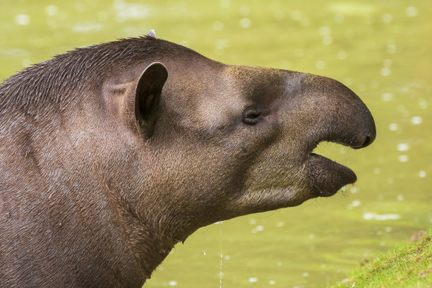 tapir