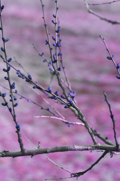丁香花,树木,春天