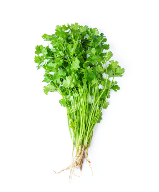 cilantro