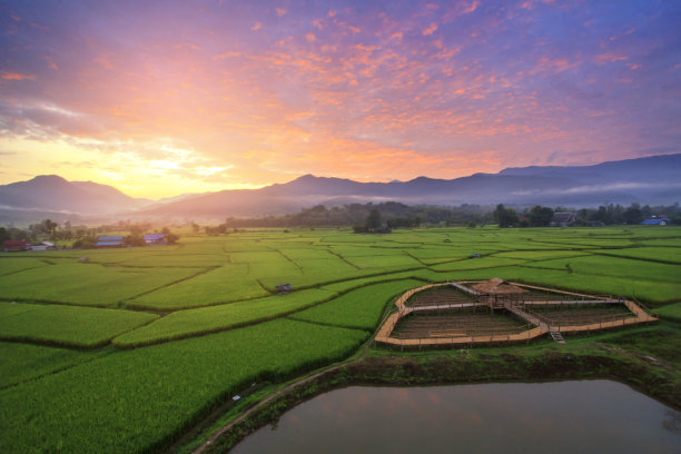 缅甸农业