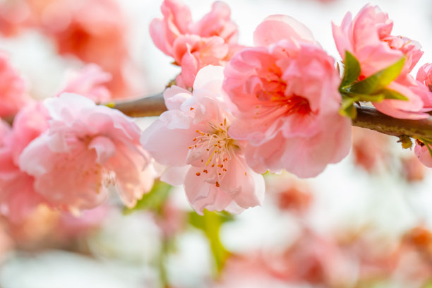 李子花特写