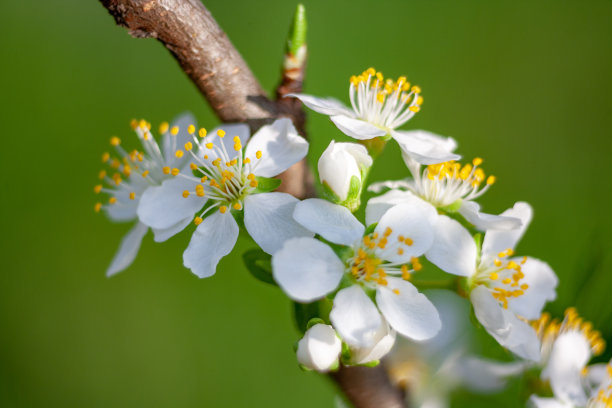 李子花特写