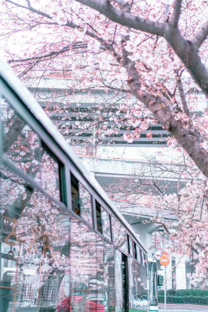 樱花看南浦大桥