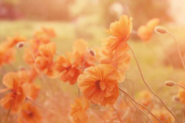 花草绿地