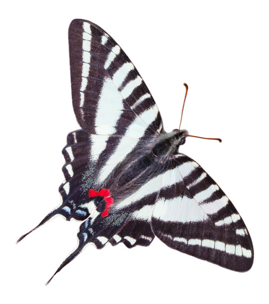 黑色白条状蝴蝶