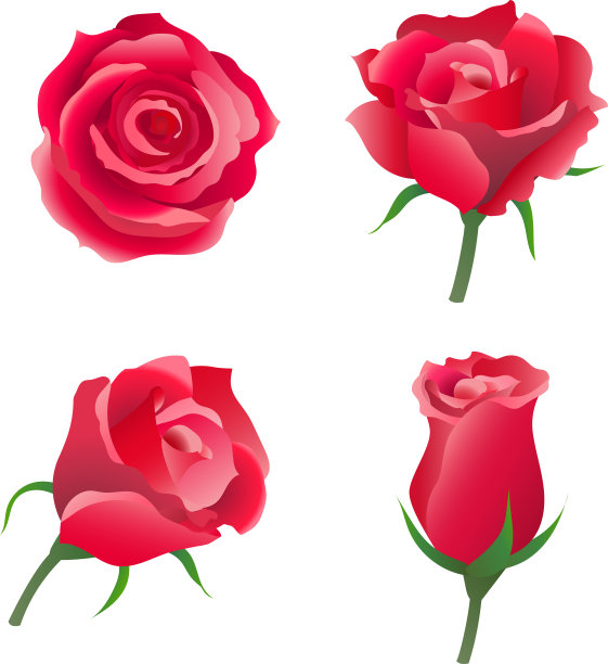 红色玫瑰插画