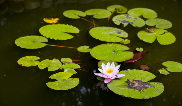 青蛙花纹