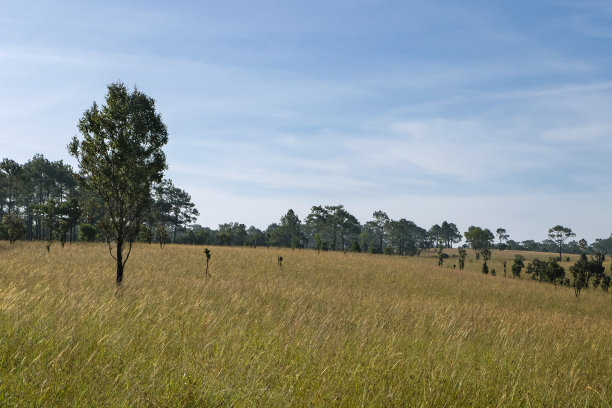 savanna