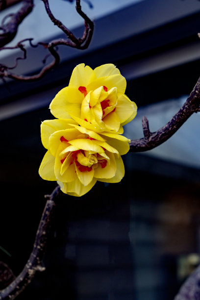 水仙花,花朵,花卉