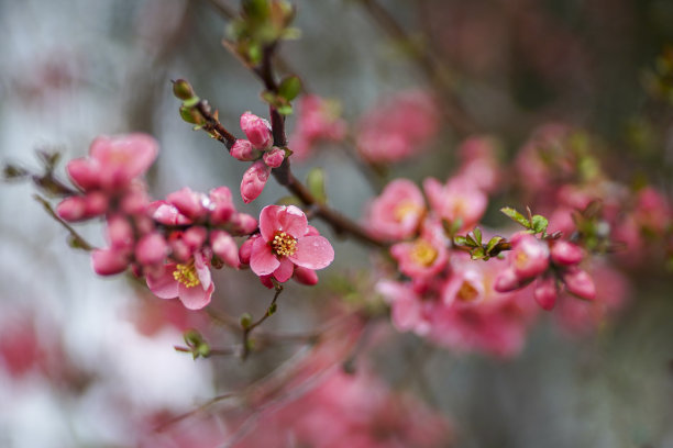 雪景桃花枝