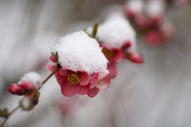 雪景桃花枝