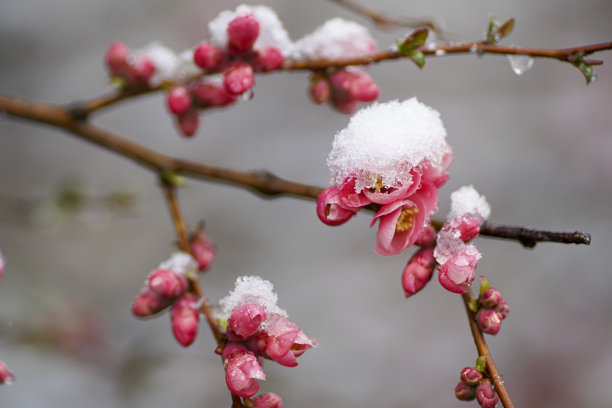 雪景桃花枝