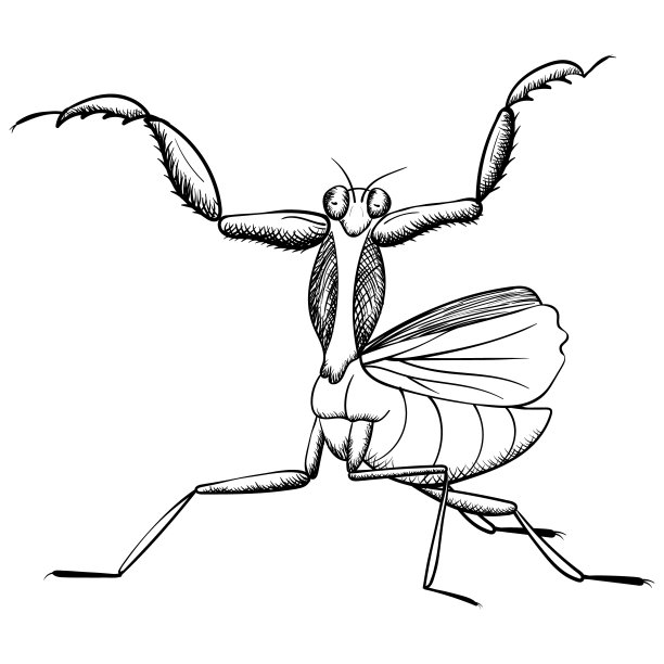螳螂插画