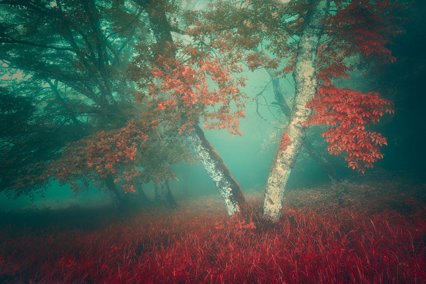 秋天的红水杉