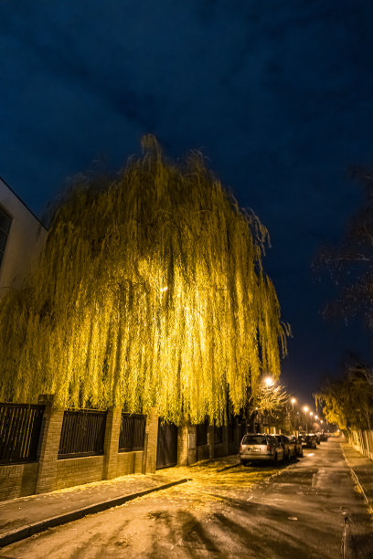 树木灯光城市夜景