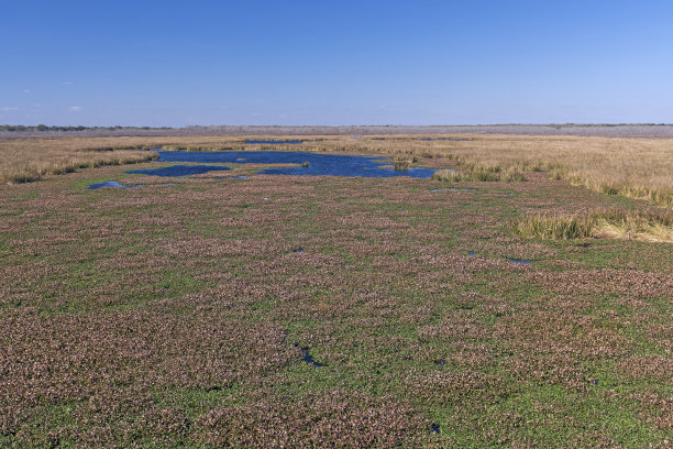 marsh