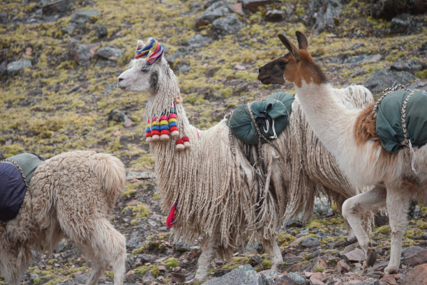 llama