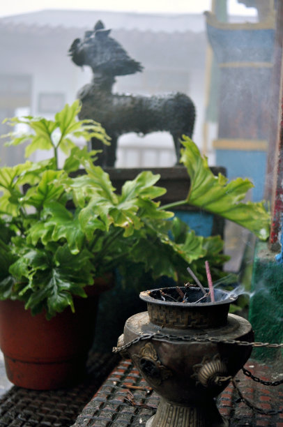 雨后的绿植