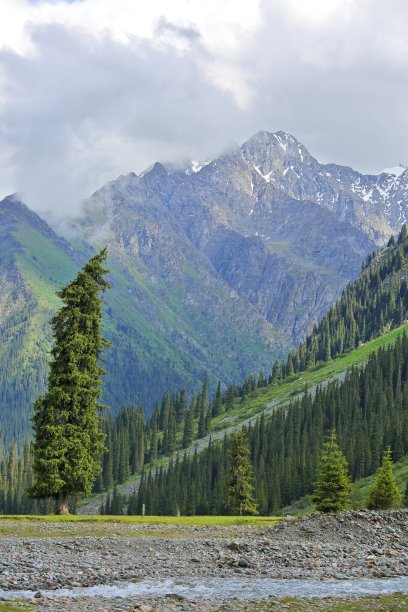 高山脉树林