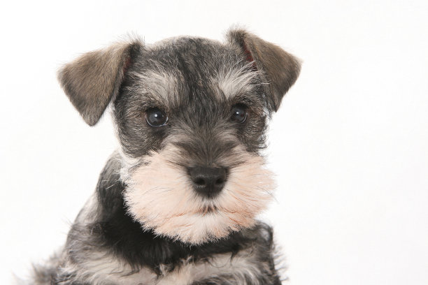 schnauzer