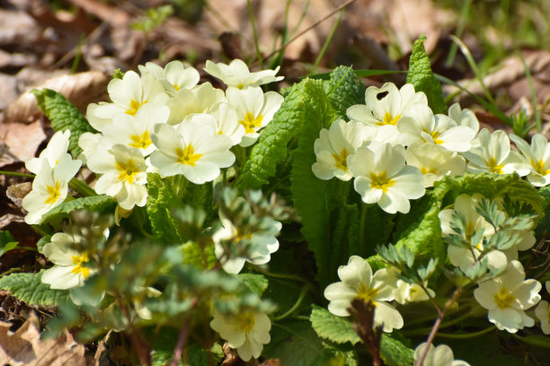 primula