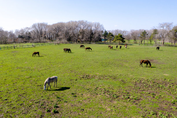 秋季牧场草场一群马