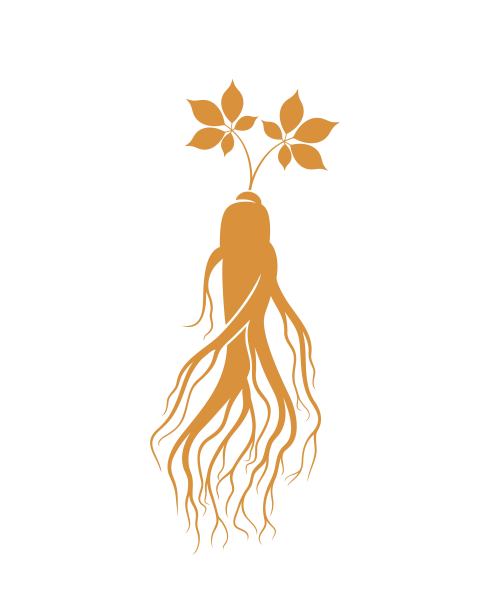 人参中药材插画