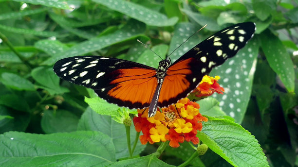 蝴蝶栖息在植物上