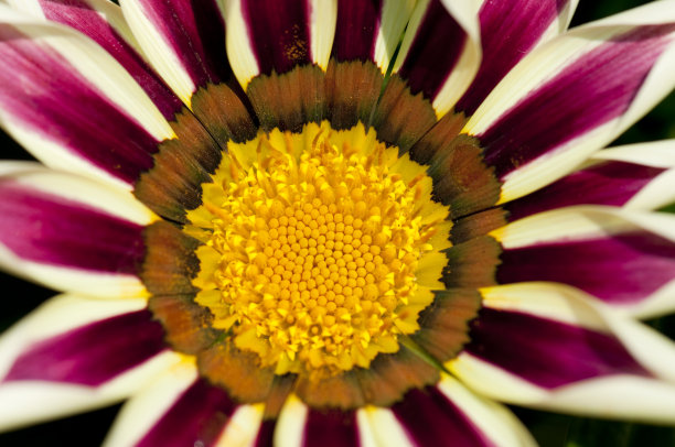 gazania
