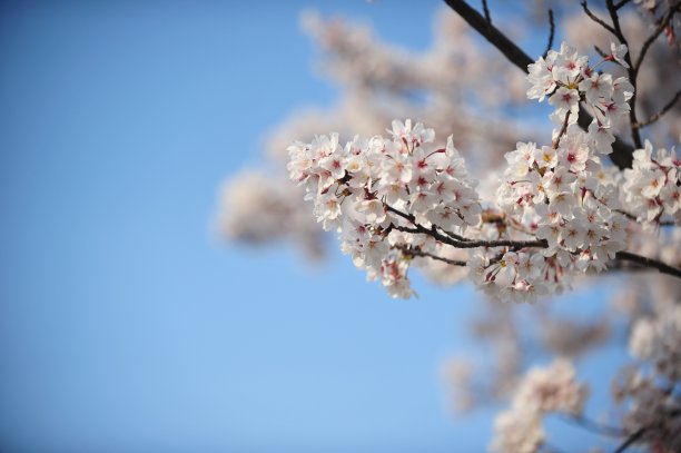 春季蓝天下的樱花