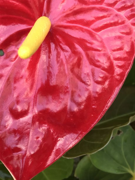 红色叶片上的露珠植物