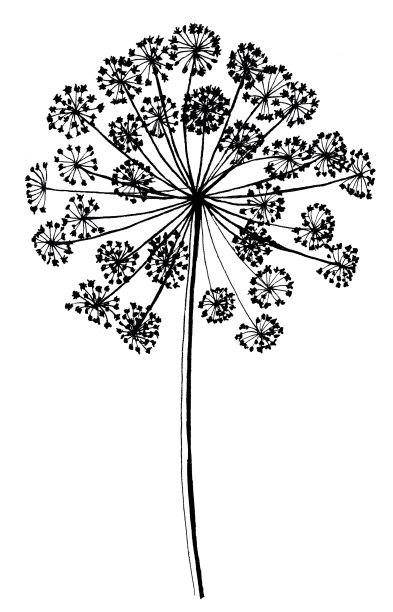 线描花草