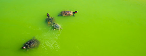 深绿色乌龟
