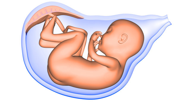 胚胎,儿童,婴儿