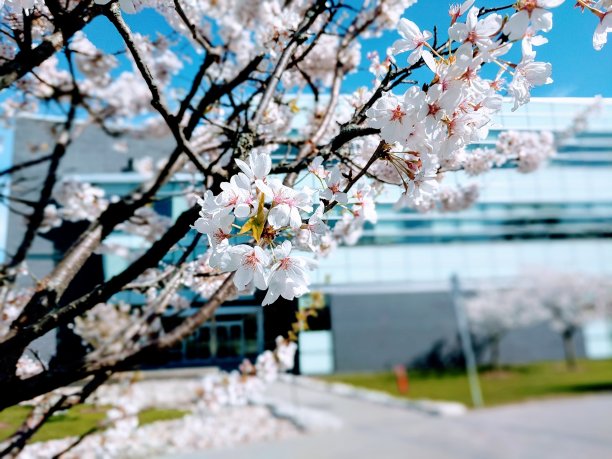 多伦多大学