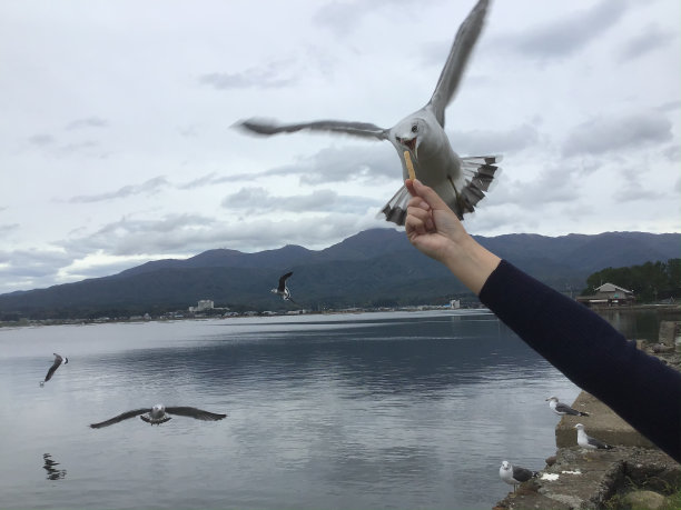 给海鸥喂食