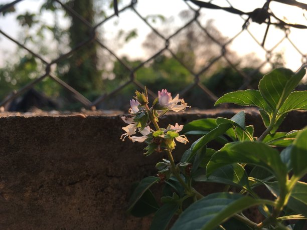 丝网花