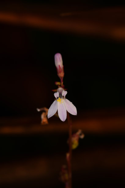 lobelia