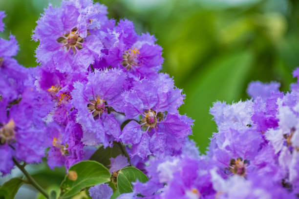 紫色紫薇花