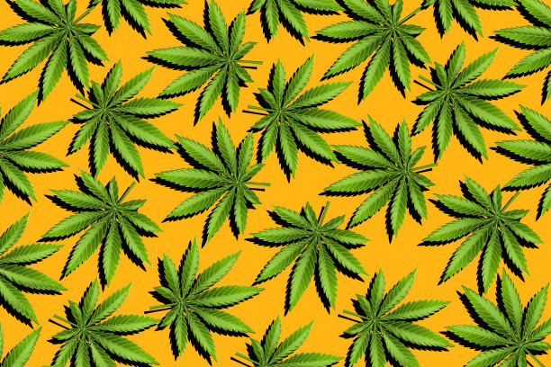 藏红花草药插画